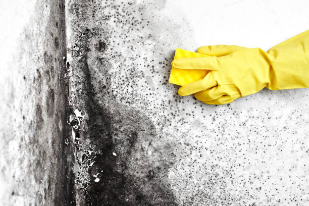 Best Basement Mold Remediation in Sun City Center, FL