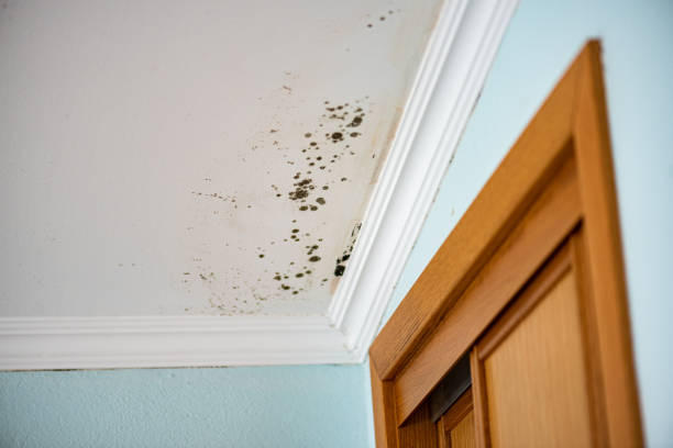 Best White Mold Remediation in Sun City Center, FL