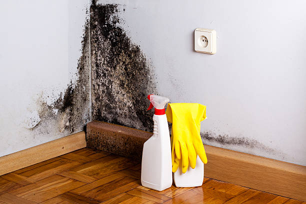 Best Mold Testing and Inspection Services in Sun City Center, FL