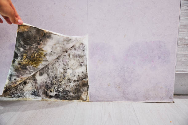 Best Attic Mold Remediation in Sun City Center, FL